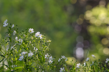 Grass with white flowers, illuminated by the setting evening sun, with a blurred background