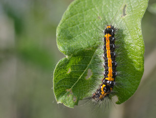 Hairy caterpillar on green leaf worm-eaten wood