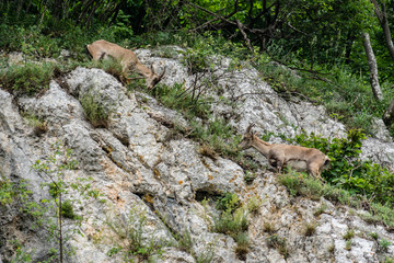 zwei junge Steinböcke stehen sich in einer Felswand gegenüber