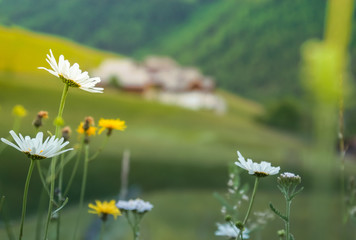 Paesaggio dolomitico a Lungiarü in Val Badia © Rottonara Dolomites