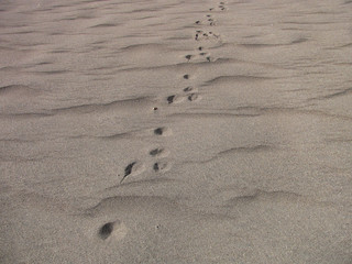 Fototapeta na wymiar Rabbit tracks in sand at Great Sand Dunes National Park in Colorado, United States