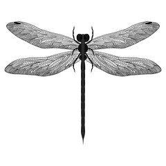 Dragonfly isolated on white. Vector illustration. © O.Yu