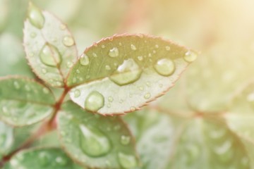 Natural background, green rose leaves after rain