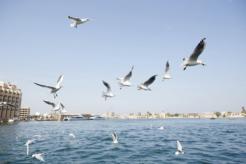 Fototapeta na wymiar Dubai Port;Dubai; United Arab Emirates