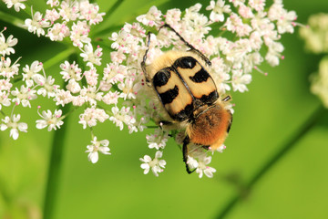 Gebänderter Pinselkäfer
