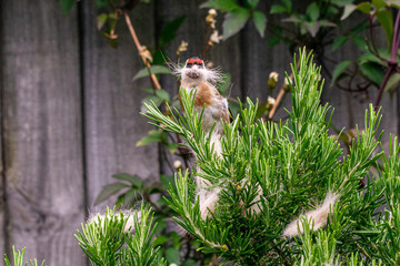 Urban wildlife as a goldfinch (Carduelis carduelis) wild bird gathers discarded cat fur moult from a rosemary bush