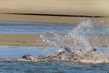 Strand Feeding Dolphins, Captain Sam's Inlet, Kiawah Island, SC