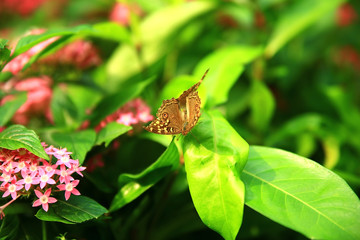 beautiful butterflies on bright leaves