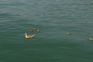 ducks in water,birds,animal,summer,lake,wild,nature,