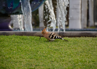 hoopoe bird on the green grass in the park © 3kolory