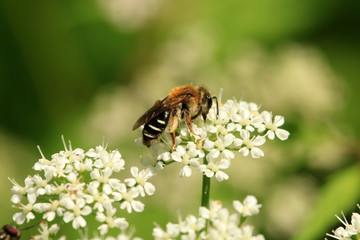 Wildbiene