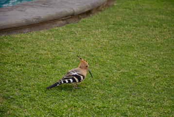 hoopoe bird on the green grass in the park