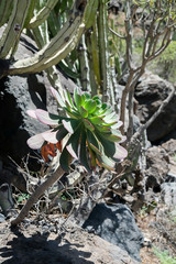 Tenerife landscape, Canary Islands, Spain
