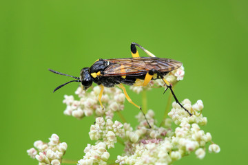 Tenthredo maculata