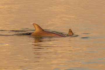 Mama Dolphin with Pup, Edisto River