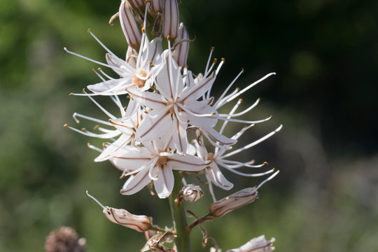 Wei&szlig;e Affodill Bl&uuml;te im Sonnenlicht