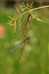 Frühe Adonislibelle