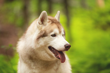 Happy and beautiful dog breed siberian husky sitting in the green forest.