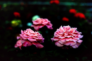 pink roses