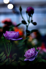 purple roses