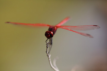 primer plano de libélula posada en rama
