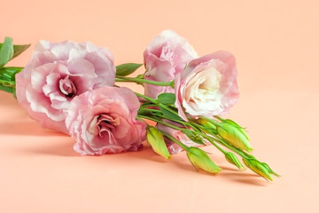 Delicate pink eustoma flowers on a pink pastel paper background.The concept of a minimal flower.