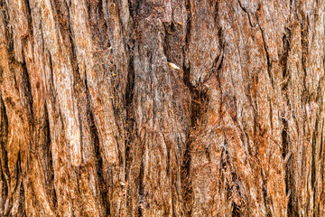 bark of a tree texture