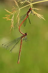 Frühe Adonislibelle