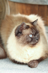 H&uuml;bsche Katze, Ragdoll Hintergrund