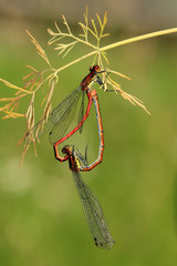 Frühe Adonislibelle