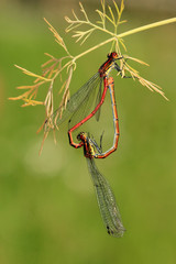 Frühe Adonislibelle