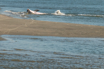 Fototapeta premium Mother Dolphin and Pup Strand Feeding