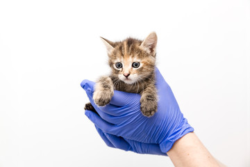 Checkup and treatment of kitten by a doctor at a vet clinic isolated on white background,...