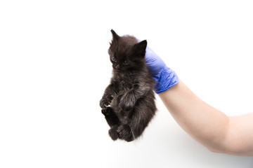 Checkup and treatment of a black kitten by a doctor at a vet clinic isolated on white background, vaccination of pets.