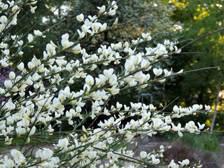 Early broom, Cytisus praecox Albus, during flowering
