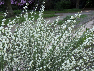 Early broom, Cytisus praecox Albus, during flowering