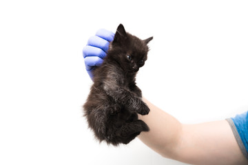 Obraz premium Checkup and treatment of a black kitten by a doctor at a vet clinic isolated on white background, vaccination of pets.