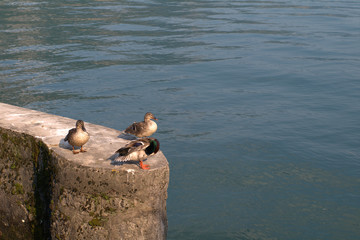 ducks,lake,birds,nature,water,wild,summer,view