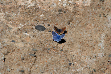 two butterflies on top of the crater