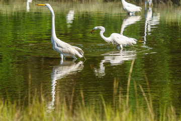 A Crowded Feeding Lagoon on Morgan's Point Seabrook Island, SC