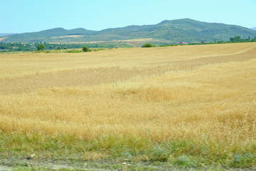 Obraz premium Ripened panicles of Common Oats Avena sativa .Rural landscape at dawn, terrain with oat fields and from the village on the hill. photo.