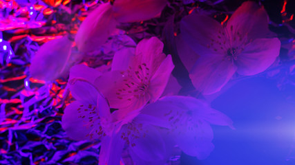 Neon colored fresh jasmine flower. Bright holographic foil background