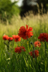 Poppy flowers in a summer field