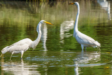 A Crowded Feeding Lagoon on Morgan's Point Seabrook Island, SC