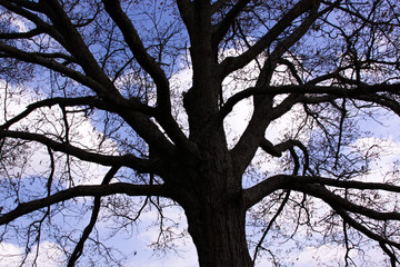tree in the sky