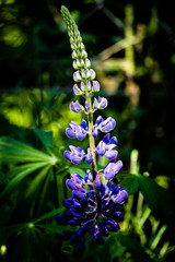 Eine Pflanze, wie die anderen