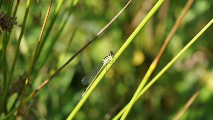 Grüne Libelle auf Grashalm