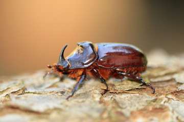 Nashornkäfer