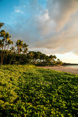 Naklejka premium beach with palm trees and green leaves
