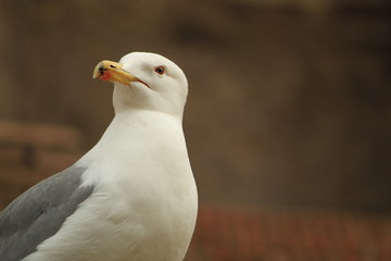 Seagull